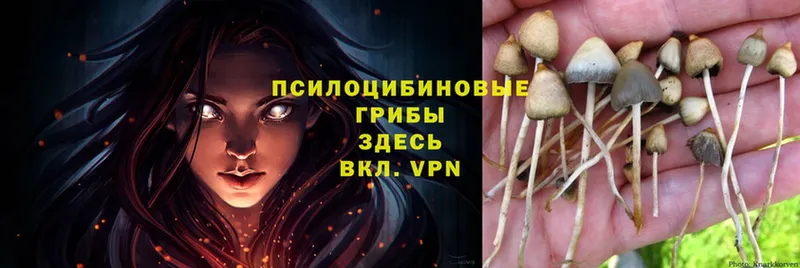 Псилоцибиновые грибы MAGIC MUSHROOMS  маркетплейс наркотические препараты  Алейск  даркнет сайт  мега рабочий сайт 